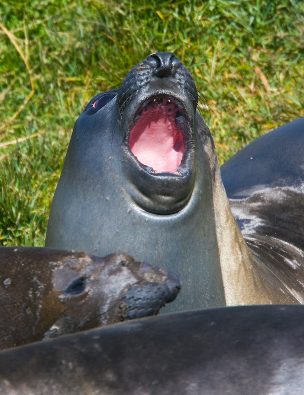 Southern Elephant Seal